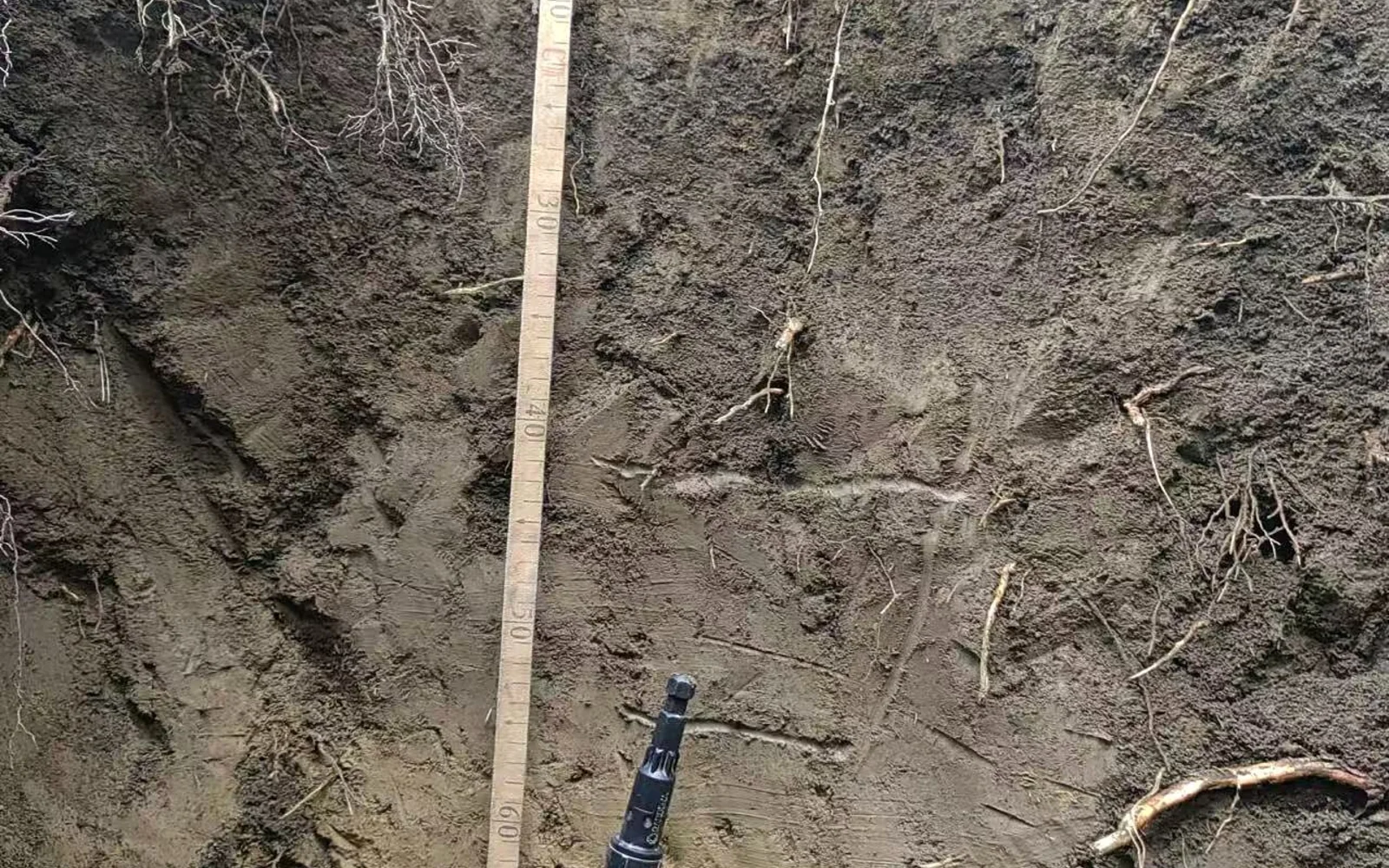 使用标尺测量土壤剖面